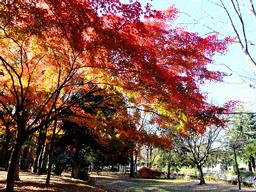 �c���Ă��[