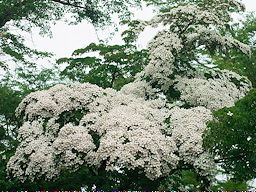 �{���̖��J�͂܂��悩��