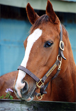 daisy07s.jpg