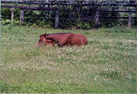 daisy09s.jpg
