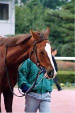 daisy04s.jpg