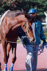 daisy03s.jpg