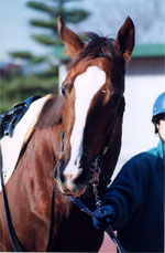 daisy06s.jpg