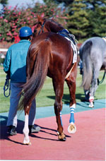 daisy08s.jpg