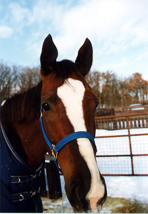 daisy04s.jpg