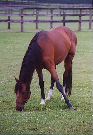 ateuma.jpg