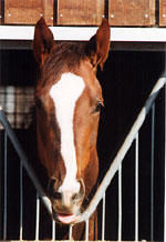 daisy04s.jpg