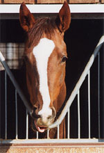 daisy08s.jpg