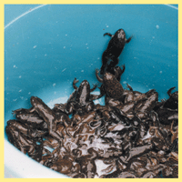 �A�t���J�c���K�G���������@�J�g�[�r�J�K�N