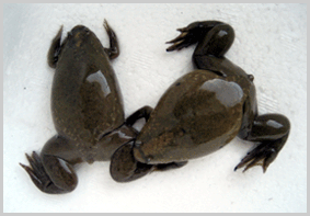 Xenopus tropicalis3000~